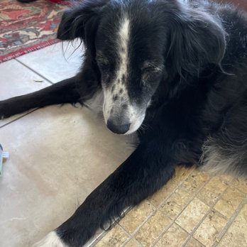 Petco - Happy old dog! Too bad you can't pet her and feel how much better her fur feels to touch! - Pet Stores Near Me - Tucson, Arizona