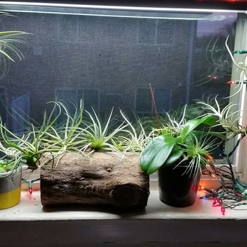 Rainforest Flora - My airplants again betch! - Nurseries & Gardening Near Me - Torrance, California Rainforest Flora - My airplants again betch! - Nurseries & Gardening Near Me - Torrance, California