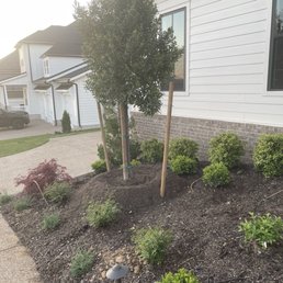 A young tree with dense green foliage is supported by two wooden stakes tied with green straps in a landscaped yard. Surrounding the tree are small, neatly trimmed bushes and plants. The yard is adjacent to a white house with black-framed windows and a brick foundation. The scene is illuminated by natural light, with a driveway and neighboring houses visible in the background.