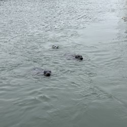 Seals followed the boat when we're back
