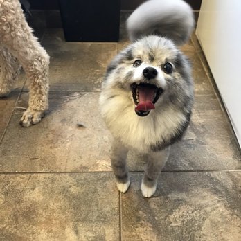 The Spa For Dogs - Pet Groomers Near Me - Northbrook, Illinois