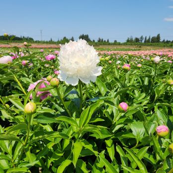 Adelman Peony Gardens - Nurseries & Gardening Near Me - Salem, Oregon
