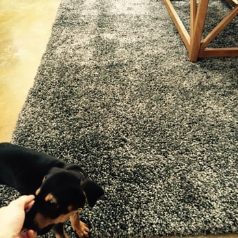 Pro Dry Carpet Cleaning - Rug with culprit cutie - Carpet Cleaning Near Me Pro Dry Carpet Cleaning - Rug with culprit cutie - Carpet Cleaning Near Me