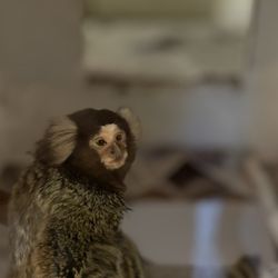 Animal Adventures