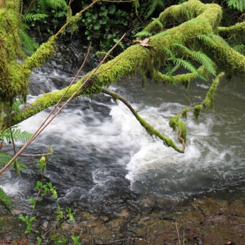 Forest Park - Home to future generations of cutthroat trout (fingers crossed). - Parks Near Me - Portland, Oregon