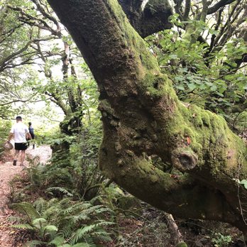 Mount Tamalpais State Park - Parks Near Me - Mill Valley, California Mount Tamalpais State Park - Parks Near Me - Mill Valley, California