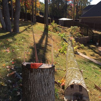 Branching Out Tree Service - Tree Services Near Me - Madison, Alabama