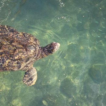 The Turtle Hospital - Veterinarians Near Me - Marathon, Florida The Turtle Hospital - Veterinarians Near Me - Marathon, Florida