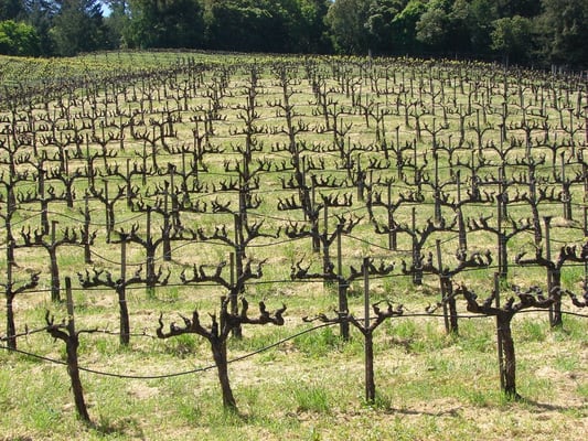 Storybook Mountain Winery by null