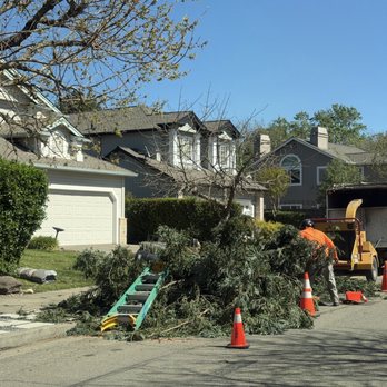 Gonzalez's Tree Service - Tree Services Near Me Gonzalez's Tree Service - Tree Services Near Me