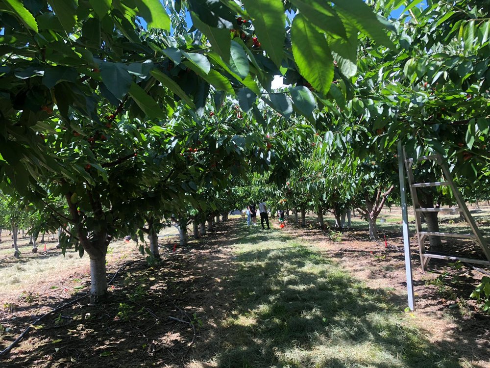 GREENWAY FRUIT STAND U PICK CHERRIES Updated September 2024 2280 Hollywood Road S, Kelowna