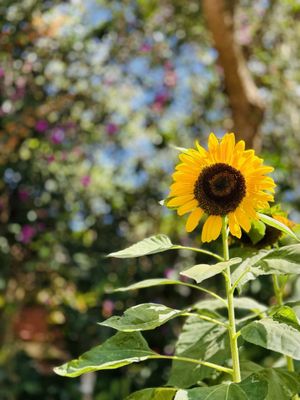 Sonya's Garden by null