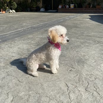 Isela's Pet Grooming - Pet Groomers Near Me - Whittier, California Isela's Pet Grooming - Pet Groomers Near Me - Whittier, California