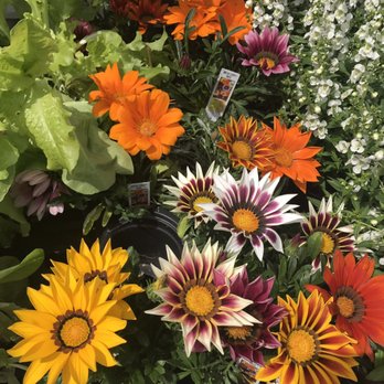 Dauster's Greenhouse - Annuals 2019 - Nurseries & Gardening Near Me - Saint Louis, Missouri