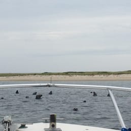Watching the seals by North Beach in Chatham.