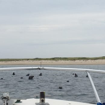 Blue Claw Boat Tours - Watching the seals by North Beach in Chatham. - Boat Tours Near Me - Medomak, Maine