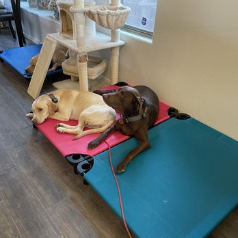 Synergy Cane9 - Pet Training Near Me - Scottsdale, Arizona Synergy Cane9 - Pet Training Near Me - Scottsdale, Arizona