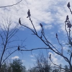 Lime Kiln Trail - Sumak