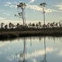 Photo of Boggy Bayou Air Boat Tour