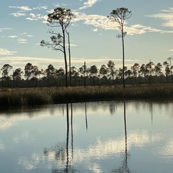 Boggy Bayou Air Boat Tour - Amazing reflections!
