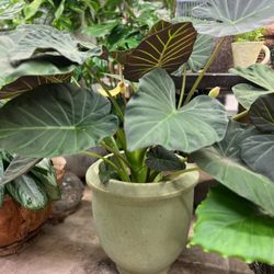 The Staghorn Garden