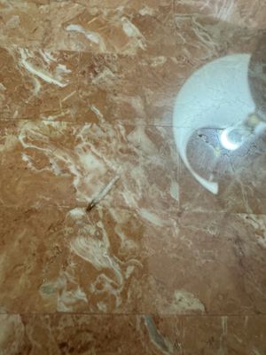 Maison 140 Beverly Hills by null