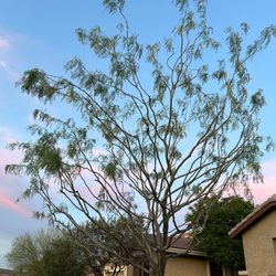 Daniel Landscaping - Daniel Landscaping