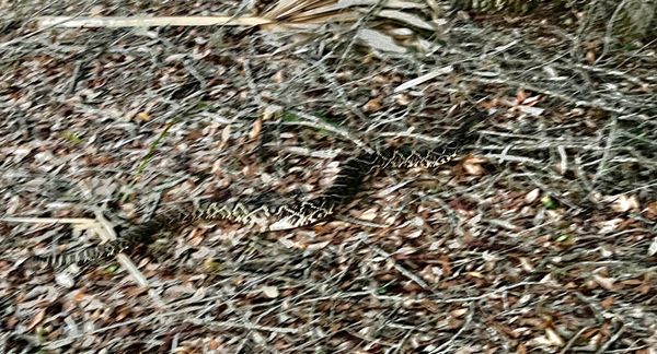 Weedon Island Preserve by null