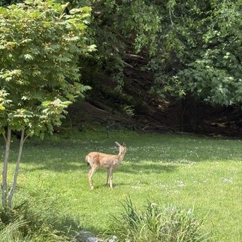 Point Defiance Park - Oh deer. - Parks Near Me - Tacoma, Washington Point Defiance Park - Oh deer. - Parks Near Me - Tacoma, Washington