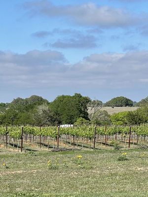 K Estate Vineyards by null K Estate Vineyards by null