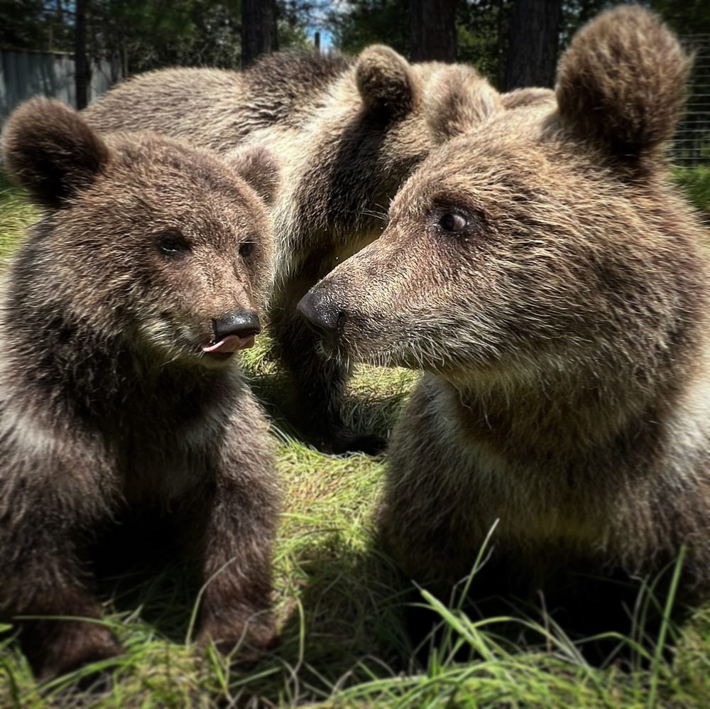 Grizzly Ranch and FL Black Bear Rescue, Naples | Roadtrippers