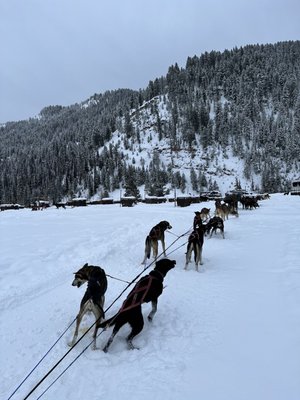 Jackson Hole Iditarod Sled Dog Tours by null