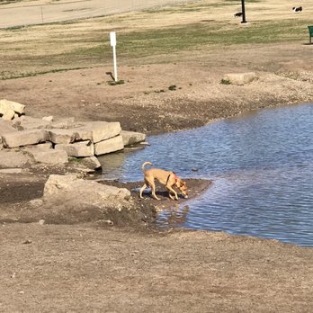 ZBonz Dog Park - Testing out the water for the first time - Dog Parks Near Me - Fort Worth, Texas ZBonz Dog Park - Testing out the water for the first time - Dog Parks Near Me - Fort Worth, Texas