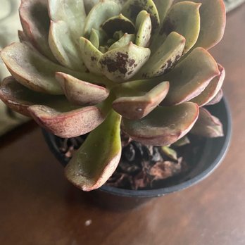 Landscape Systems Garden Center - Succulent - Nurseries & Gardening Near Me - Keller, Texas Landscape Systems Garden Center - Succulent - Nurseries & Gardening Near Me - Keller, Texas