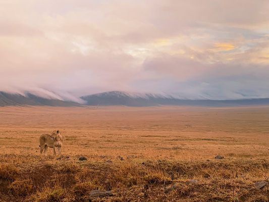 Africa Adventure Consultants by null