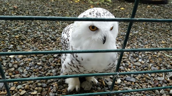 Aillwee Burren Experience by null