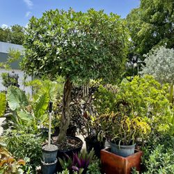 Fort Lauderdale Landscaping - Speciality Plants & Tree's~