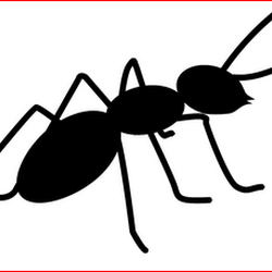 Ashland Pest Control - Don't let ants "bug" you, call us for solutions!