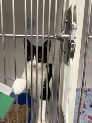 Kitsap Humane Society 