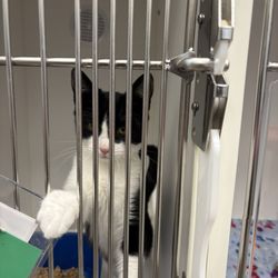 Kitsap Humane Society