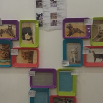 Cat Cafe Manila - Cafes Near Me - Quezon City, NCR