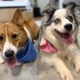 Photo of Wiggles And Wags Pet resort