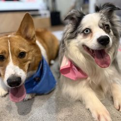 Wiggles And Wags Pet resort - Perseus and Andromeda at home all clean