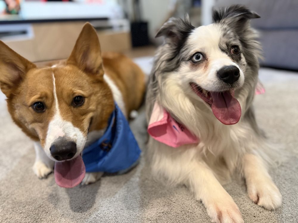 Wiggles And Wags Pet resort - pet boarding facility in Tempe, AZ