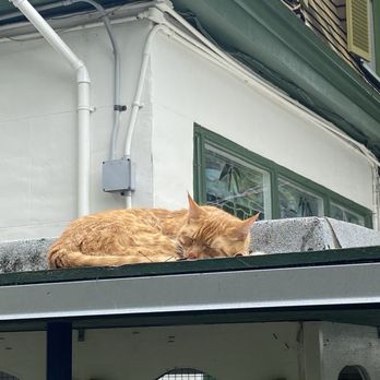 Ernest Hemingway Home  - Cats - Museums Near Me - Key West, Florida