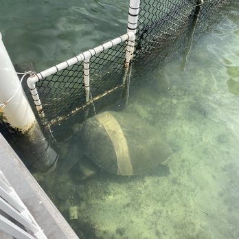 The Turtle Hospital - The largest turtle currently at the hospital - 365 lbs - Veterinarians Near Me - Marathon, Florida