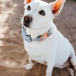 Lakey Animal Crematory - May our best boy rest peacefully