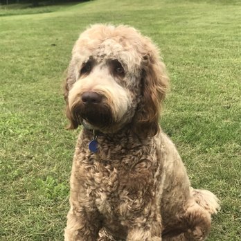 Hudson Labradoodles - Pet Breeders Near Me