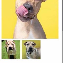 Canine Path - Pet Training Near Me - Henderson , Nevada