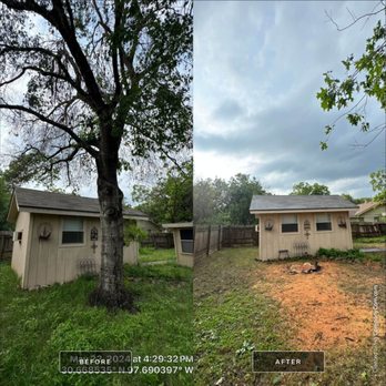 Box Tree Care - Diseased Red Oak Removal - Tree Services Near Me - Leander, Texas